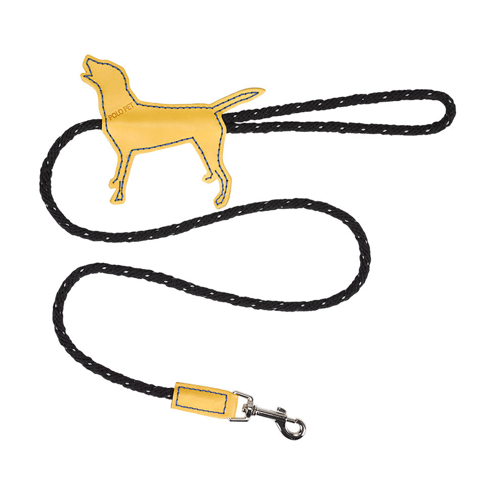 Labrador Black X Yellow X  Royal blue leash
